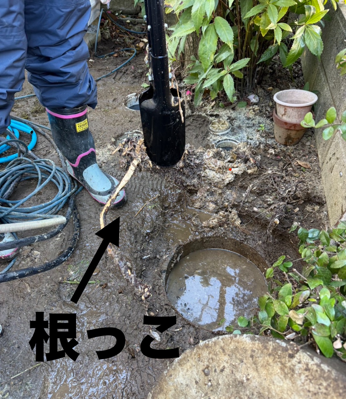 屋外の排水枡の中に木の根が入り込んでいる状態